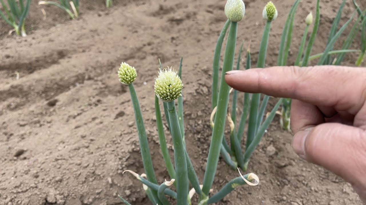 てるてる坊主 車・バイク・自転車 サボテン坊主さん専用
