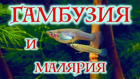 Рыбка Гамбузия. Малярия и содержание в аквариуме Gambusia