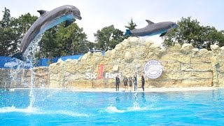 SHOW de delfines, pavo real, hipopótamos en MUNDO MARINO ARGENTINA