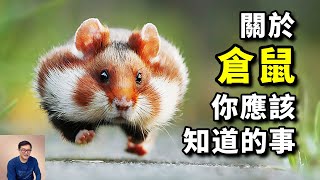 Amazing Facts About Hamster #pets #hamsters #animals #golden hamsters #dwarf hamsters