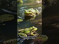 The world 🌎 of the frogs 🐸 #animals #frogs #date #refuses #rules