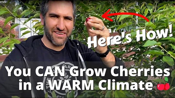 How We're Growing TONS of Cherries in SOUTHERN CALIFORNIA! | Planting Low Chill Cherry Trees - DayDayNews