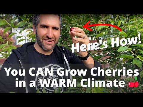 Video: Crimson Cherry Rhubarb Care – Saznajte više o sadnji grimizne trešnje rabarbare