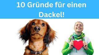 10 Gründe für einen Dackel als Hunderasse 🐶 by Hundefantastisch 2,477 views 11 months ago 3 minutes, 59 seconds