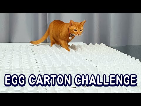 Cats vs Egg Carton Challenge | Can Cats Walk on it?