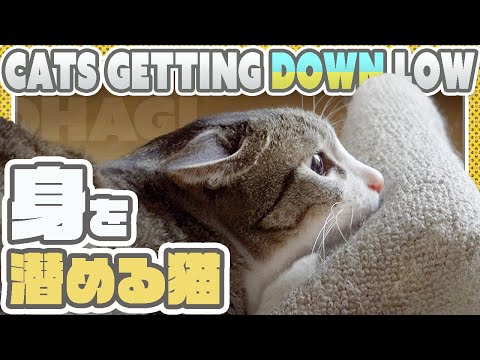 身を潜める猫