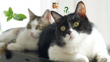 Catnip Madness: Two Cats, One Powder, Endless Fun! 🐱😂