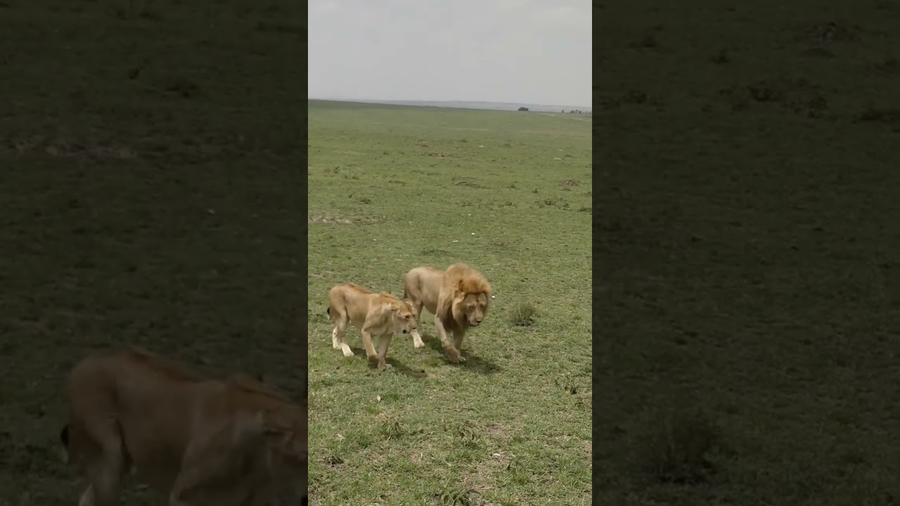 lion ki waif sherni ki video 