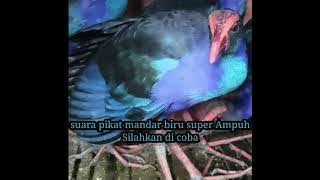 Suara Pikat Burung Mandar Biru Super Ampuh Silahkan dicoba....!!!!