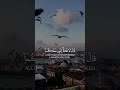 فيديو قران🤲🏻🕊️