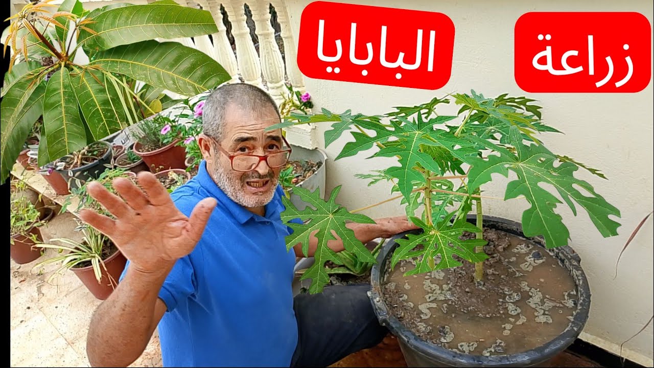 كيفية نقل شجرة بابايا من وعاء صغير إلى كبير بسهولة | وبدون اي ضرر في الجذور)