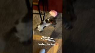 Download Lagu Their dog is still trying to figure out the doggy door 😂 MP3