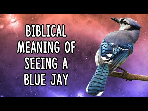 Video: Apakah burung bluebird dan blue jay sama?