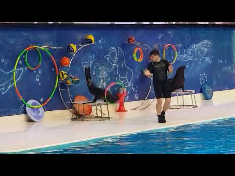 Dubai dolphinarium  show