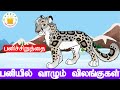 பனியில் வாழும் விலங்குகள்|Animals Name in Tamil |vilangugal | Tamil Wild animals name video for Kids