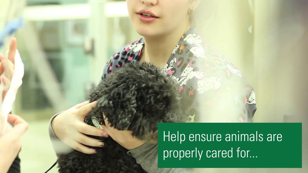 Animal Care Durham College YouTube