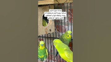 #سورة_الزمر #قرآن #المصحف #محمد_الفقيه #السعودية #العراق #طيور #الحب #quran #birds #budgies #texas