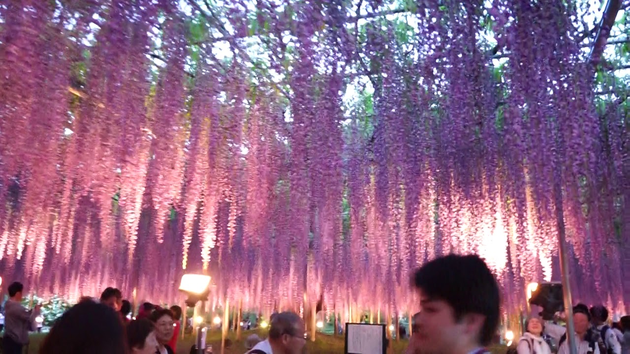 日本 栃木縣 足利紫藤花卉公園 日本唯一被cnn評為世界十大夢幻旅遊景點 樹齡150年的奇蹟紫藤花 一生必看一次夢幻絕景 讓人美哭的震撼紫色瀑布 白藤隧道 17 04 29 05 09 關東北海道春花新綠11天10夜之旅