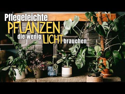 Video: Es ist sehr schwierig, die schönste Blume zu nennen