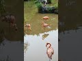 #shorts #youtubeshorts #phuquoc #animals #safari #vinpearlsafari #flamingo #walkwithvivaanandaarav