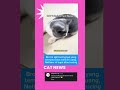 pUnya kucing rasa Tuyul #cats #cat #kucingbelangtiga #kucinglucu