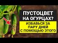 Пустоцвет на огурцах: 10 ошибок полива и как вернуть завязь! Урожай огурцов без потерь