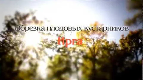 Ирга. Обрезка плодовых кустарников. Часть 10 Автор Николай Рабушко. ©