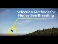 Selection Methods for Honey Bee Breeding