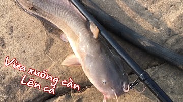 Câu cá ngát, trạm bán xăng dầu sông Vàm cỏ