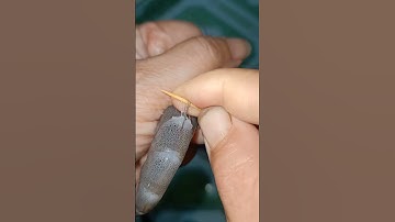 lấy chỉ tôm nhanh, gọn, lẹ#shorts