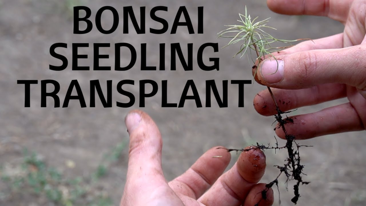 HOW TO REPOT A BONSAI SEEDLING YouTube