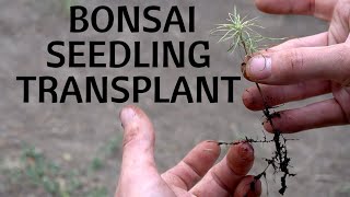 HOW TO REPOT A BONSAI SEEDLING