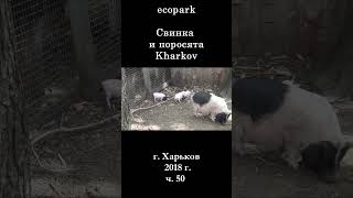 █ ЭкоПарк Харьков ч.50 / Свинка и поросята / 2018 г.  #shorts