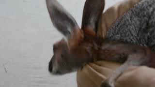 Sheila- Red Kangaroo