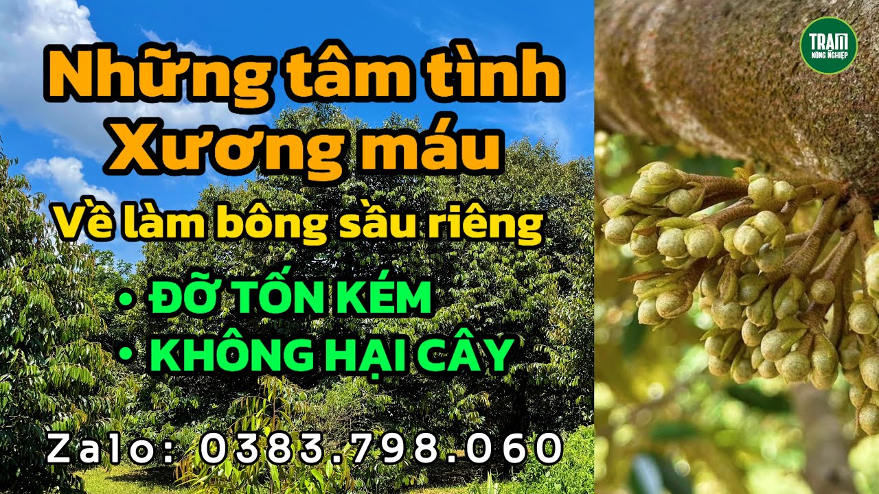 Những tâm tình về làm bông sầu riêng để 