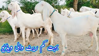 30 گلابی راجن پوری گوٹ ۔ 03416228300 ۔ 03471212185۔ at bismillah Goat Farm. Goat farming in Pakistan