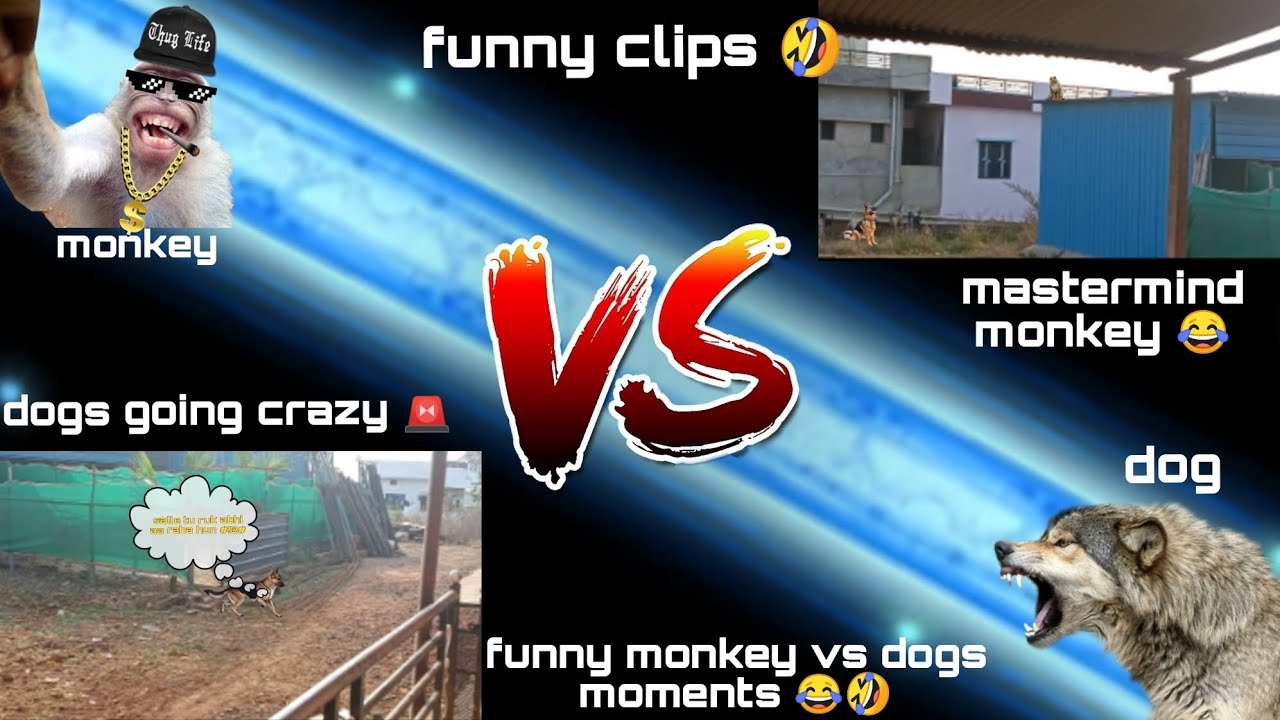 Funny monkey vs dogs clips 😂 | funny moments 🚨 | STALLERZOOM | funny ...