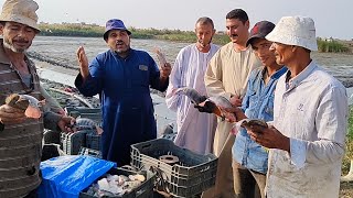 السمك ببلاش في مزارع كفر الشيخ تقرير من مزرعه من كبري المزارع