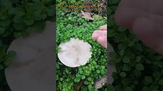 🍄🟫 Гриби посеред шумного міста Рядовка лиловонога (Lepista personata) #mushroom #гриби #рядовка