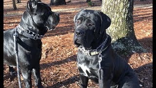 Two gorgeous examples of a Cane Corso