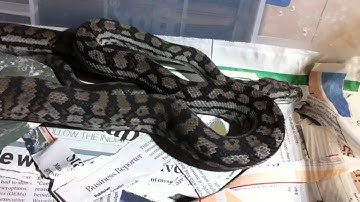 Thorne male inland carpet python