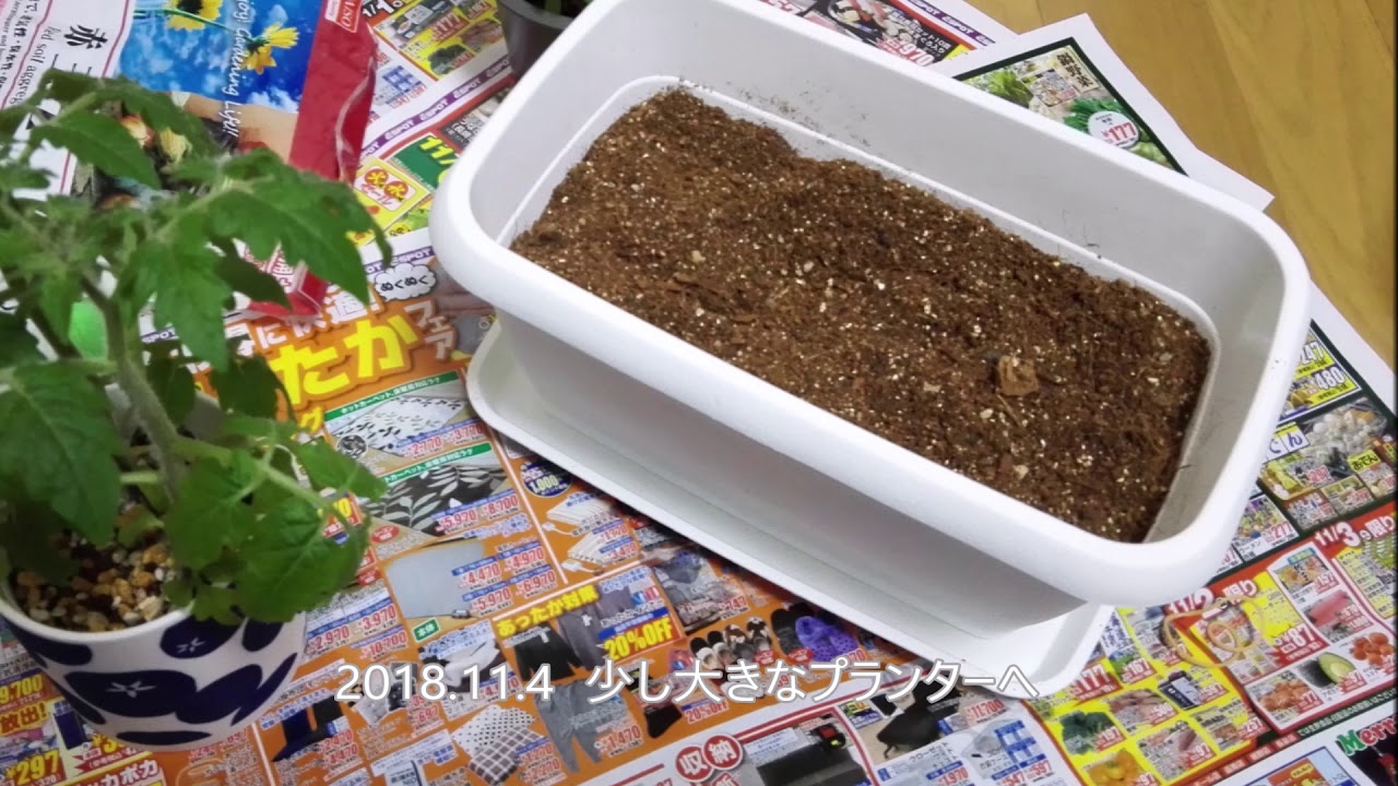 ミニトマト成長記録 Youtube