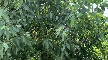 Bán 30 công đất lúa mặt tiền 380m giá 135 triệu 1 công thuộc huyện mộc hóa tỉnh Long An 