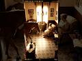 A horse passing through like a memory. Just stillness#shorts #cinematic