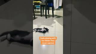 Thumbnail for Dads playing with the kitten they never wanted 😭 ❤️