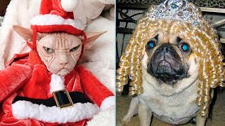 картинка: ТЕСТ на УПОРОТОСТЬ: Мой хозяин ИДИОТ!!! ЛЮТЫЕ ПРИКОЛЫ с ЖИВОТНЫМИ!