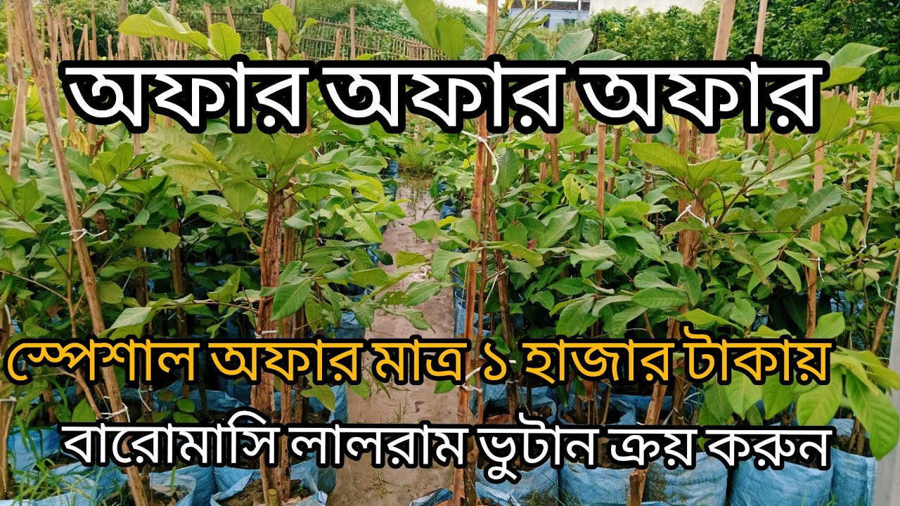  রাম্ভুটান গাছ মাত্র এক হাজার টাকায় বারোমাসি লাল জাতের,গাছ পেতে যোগাযোগ করুন ০১৭৩৯৩৭৯১৭৮