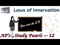 Laws of Innervation | AP&#39;s Study Pearls 12