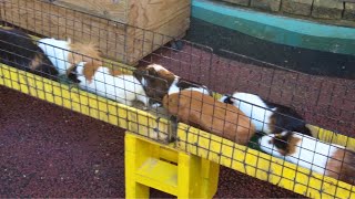 Guinea Pig bridge at Machida Squirrel Garden in Tokyo Japan