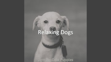 Pulsating Moods for Home with Dogs